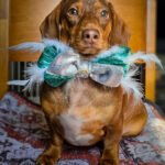 A dachshund sitting on a patterned blanket wearing a teal and silver bow tie with feather accents, Windy City Tailz styled photo.