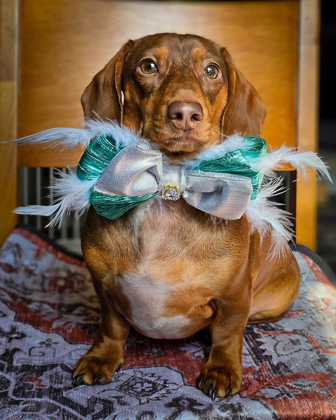 A dachshund sitting on a patterned blanket wearing a teal and silver bow tie with feather accents, Windy City Tailz styled photo.