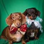 Two dachshunds sitting on a green backdrop wearing oversized custom bow ties, Windy City Tailz styled photo.