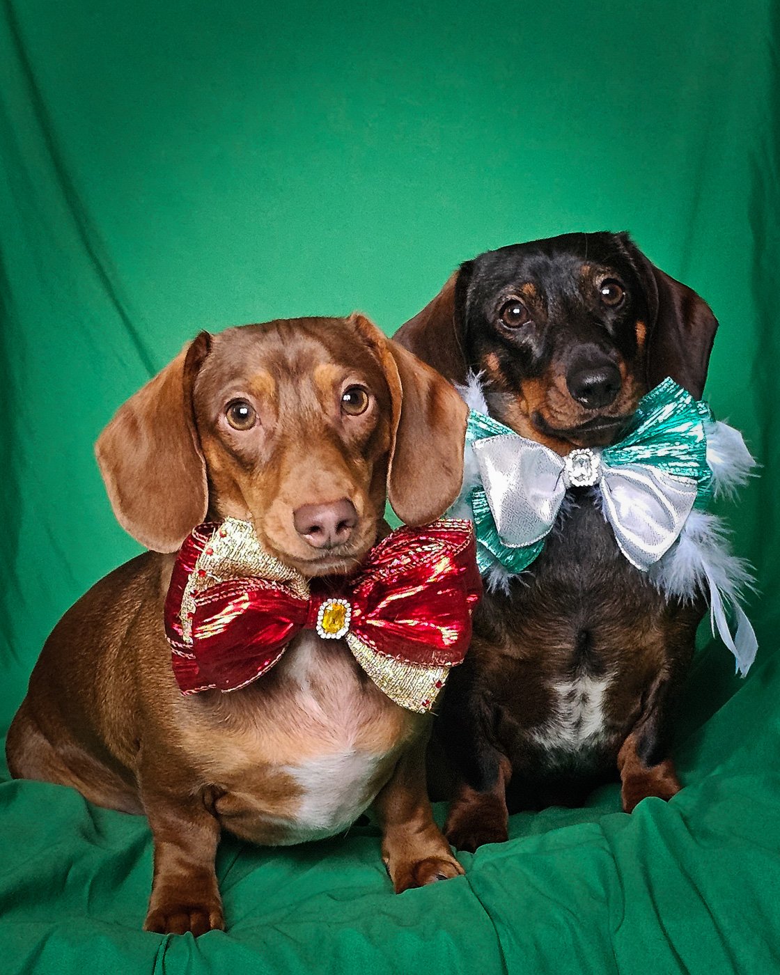 Two dachshunds sitting on a green backdrop wearing oversized custom bow ties, Windy City Tailz styled photo.