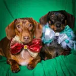 Two dachshunds sitting on a green backdrop wearing oversized custom bow ties, Windy City Tailz styled photo.