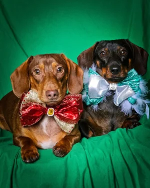 Two dachshunds sitting on a green backdrop wearing oversized custom bow ties, Windy City Tailz styled photo.
