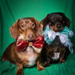 Two dachshunds sitting on a green backdrop wearing oversized custom bow ties, Windy City Tailz styled photo.
