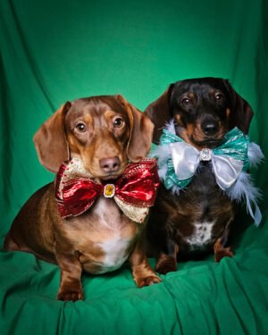 Two dachshunds sitting on a green backdrop wearing oversized custom bow ties, Windy City Tailz styled photo.
