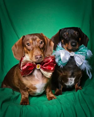 Two dachshunds sitting on a green backdrop wearing oversized custom bow ties, Windy City Tailz styled photo.