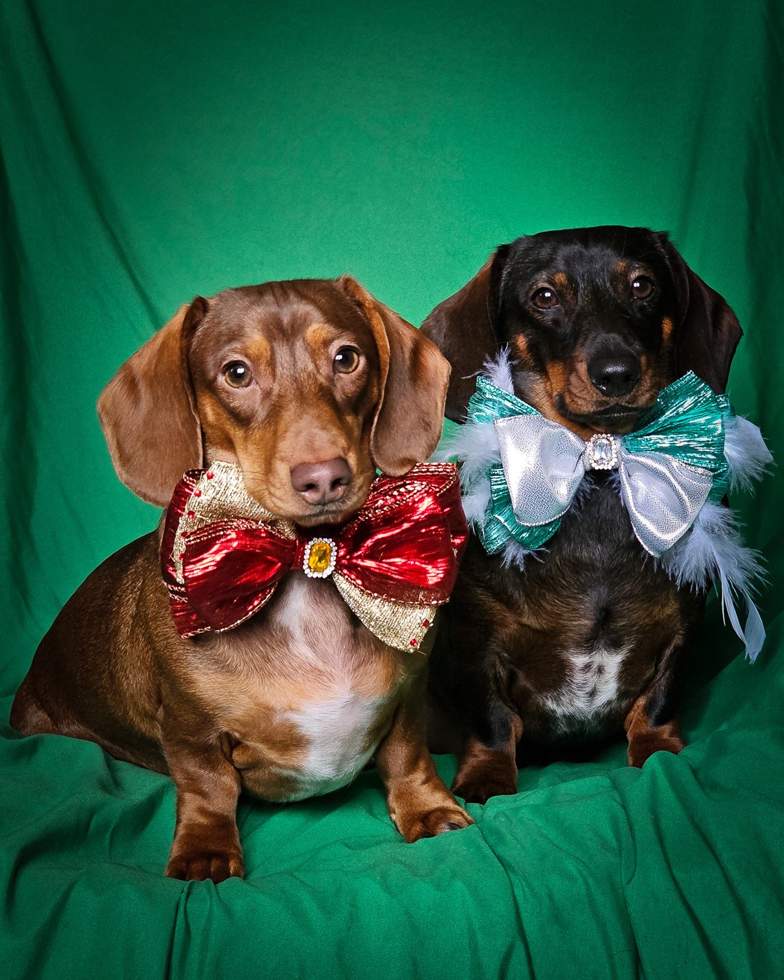 Two dachshunds sitting on a green backdrop wearing oversized custom bow ties, Windy City Tailz styled photo.