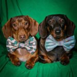 Two dachshunds lie side by side on a green backdrop wearing a rainbow bow tie and a clover bandana, Windy City Tailz duo photo.