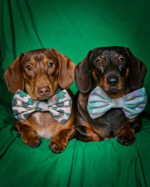Two dachshunds lie side by side on a green backdrop wearing a rainbow bow tie and a clover bandana, Windy City Tailz duo photo.