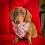 A red dachshund sitting on a red chair wearing a pink coffee-themed Valentine bandana with mugs and heart details, Windy City Tailz Valentine bandana photo.