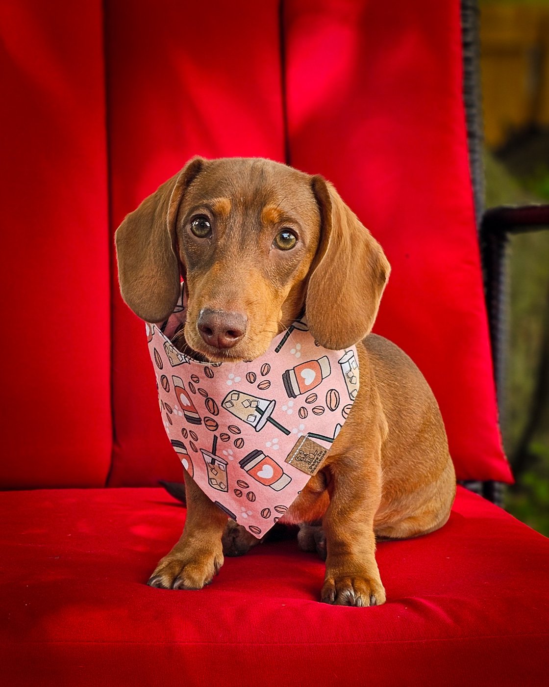 A red dachshund sitting on a red chair wearing a pink coffee-themed Valentine bandana with mugs and heart details, Windy City Tailz Valentine bandana photo.
