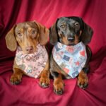 Two dachshunds sit side by side on a red backdrop wearing coffee and Valentine mail themed bandanas, Windy City Tailz styled photo.