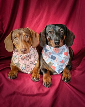 Two dachshunds sit side by side on a red backdrop wearing coffee and Valentine mail themed bandanas, Windy City Tailz styled photo.