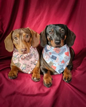 Two dachshunds sit side by side on a red backdrop wearing coffee and Valentine mail themed bandanas, Windy City Tailz styled photo.
