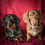 Two dachshunds sitting on a red backdrop wearing dog tags, Windy City Tailz Valentine photo.