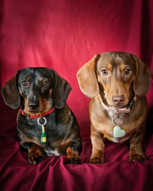 Two dachshunds sitting on a red backdrop wearing dog tags, Windy City Tailz Valentine photo.