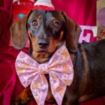 Louis wears a pink Valentine sailor bow with coffee cup and heart illustrations against a deep red backdrop, Windy City Tailz Valentine photo.