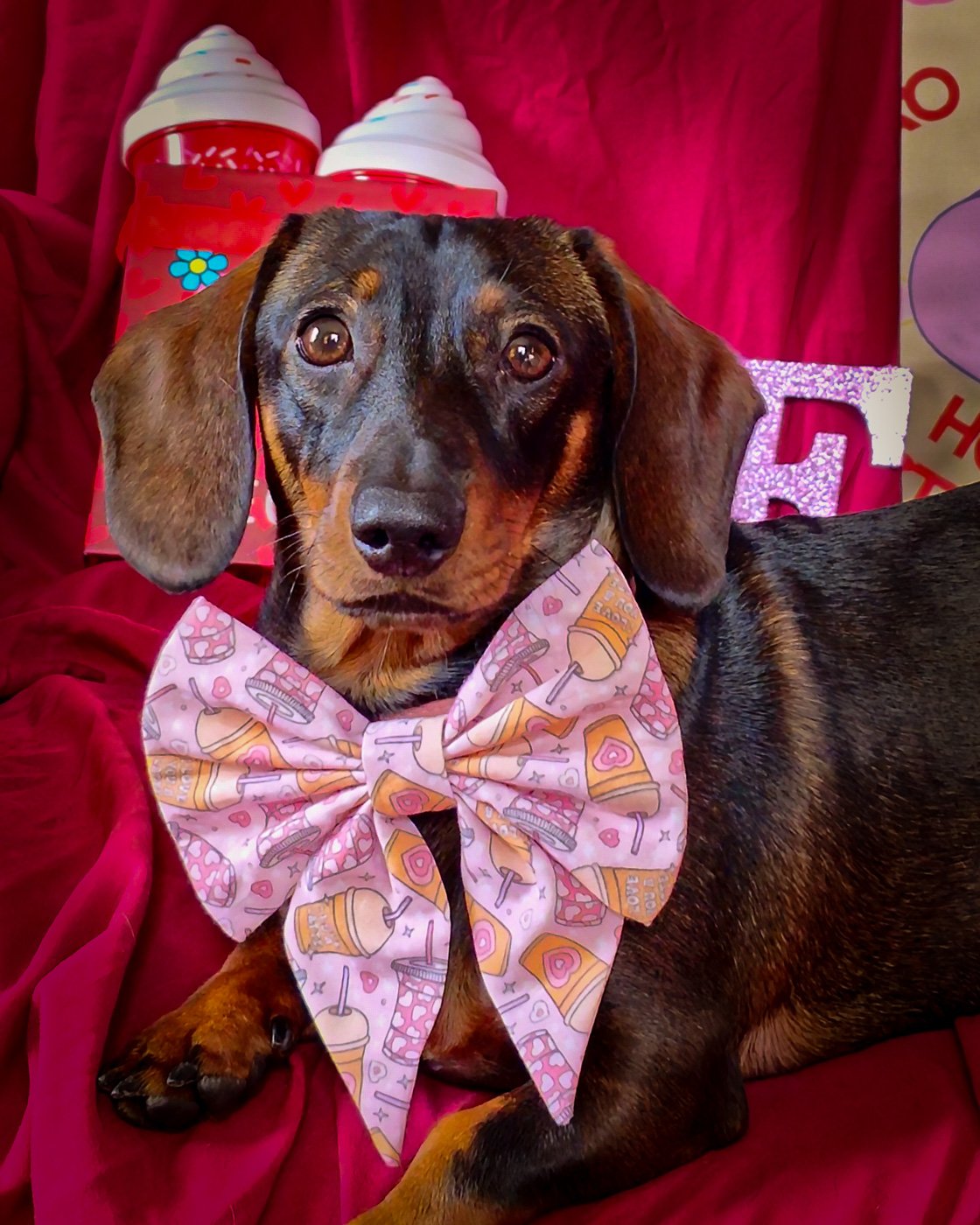Louis wears a pink Valentine sailor bow with coffee cup and heart illustrations against a deep red backdrop, Windy City Tailz Valentine photo.
