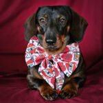 Louis wears a pink Valentine sailor bow with roses, hearts, and Mom’s BFF illustrations against a deep red backdrop, Windy City Tailz Valentine photo.
