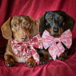 Two dachshunds wearing pink Valentine sailor bows with heart and coffee prints against a red backdrop, Windy City Tailz styled photo.