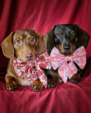 Two dachshunds wearing pink Valentine sailor bows with heart and coffee prints against a red backdrop, Windy City Tailz styled photo.