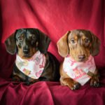 Two dachshunds lying on a red backdrop wearing Valentine bandanas and dog tags, Windy City Tailz Valentine photo.