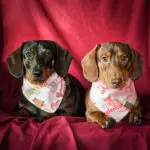 Two dachshunds lying on a red backdrop wearing Valentine bandanas and dog tags, Windy City Tailz Valentine photo.