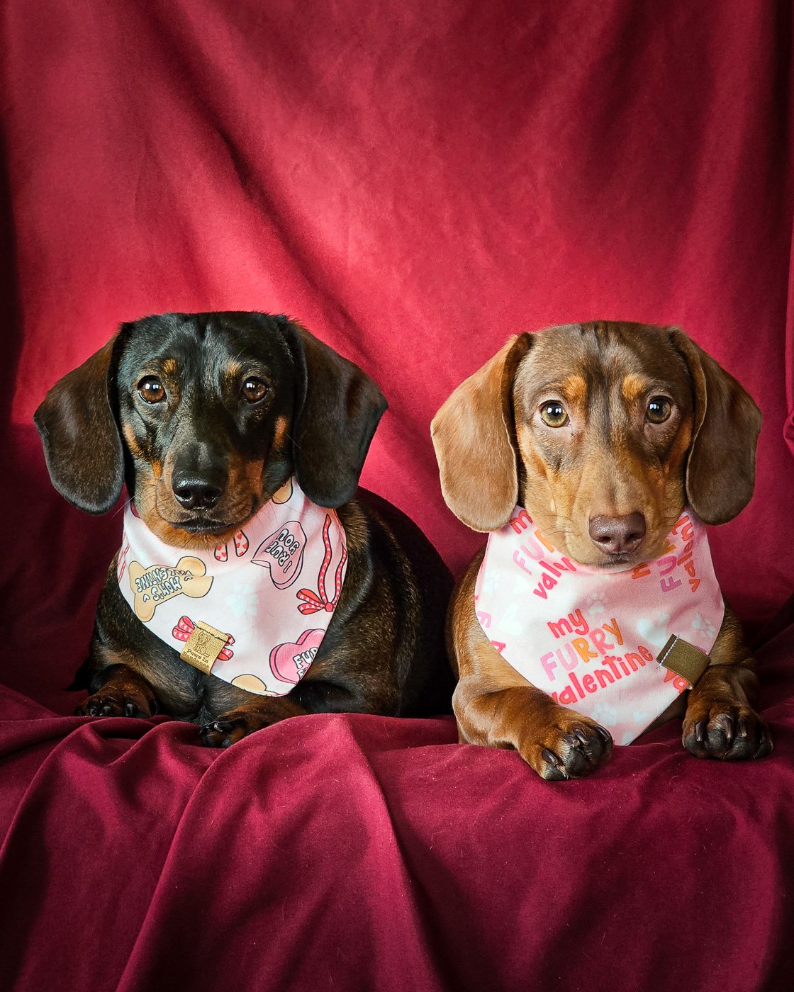 Two dachshunds lying on a red backdrop wearing Valentine bandanas and dog tags, Windy City Tailz Valentine photo.