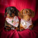 Two dachshunds lying on a red backdrop wearing Valentine bandanas and dog tags, Windy City Tailz Valentine photo.