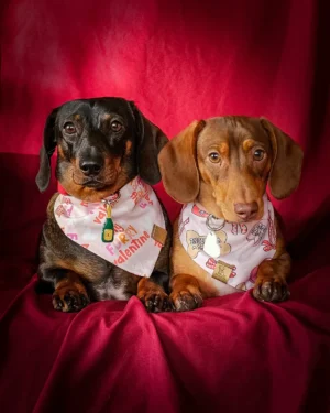 Two dachshunds lying on a red backdrop wearing Valentine bandanas and dog tags, Windy City Tailz Valentine photo.