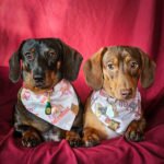 Two dachshunds lying on a red backdrop wearing Valentine bandanas and dog tags, Windy City Tailz Valentine photo.