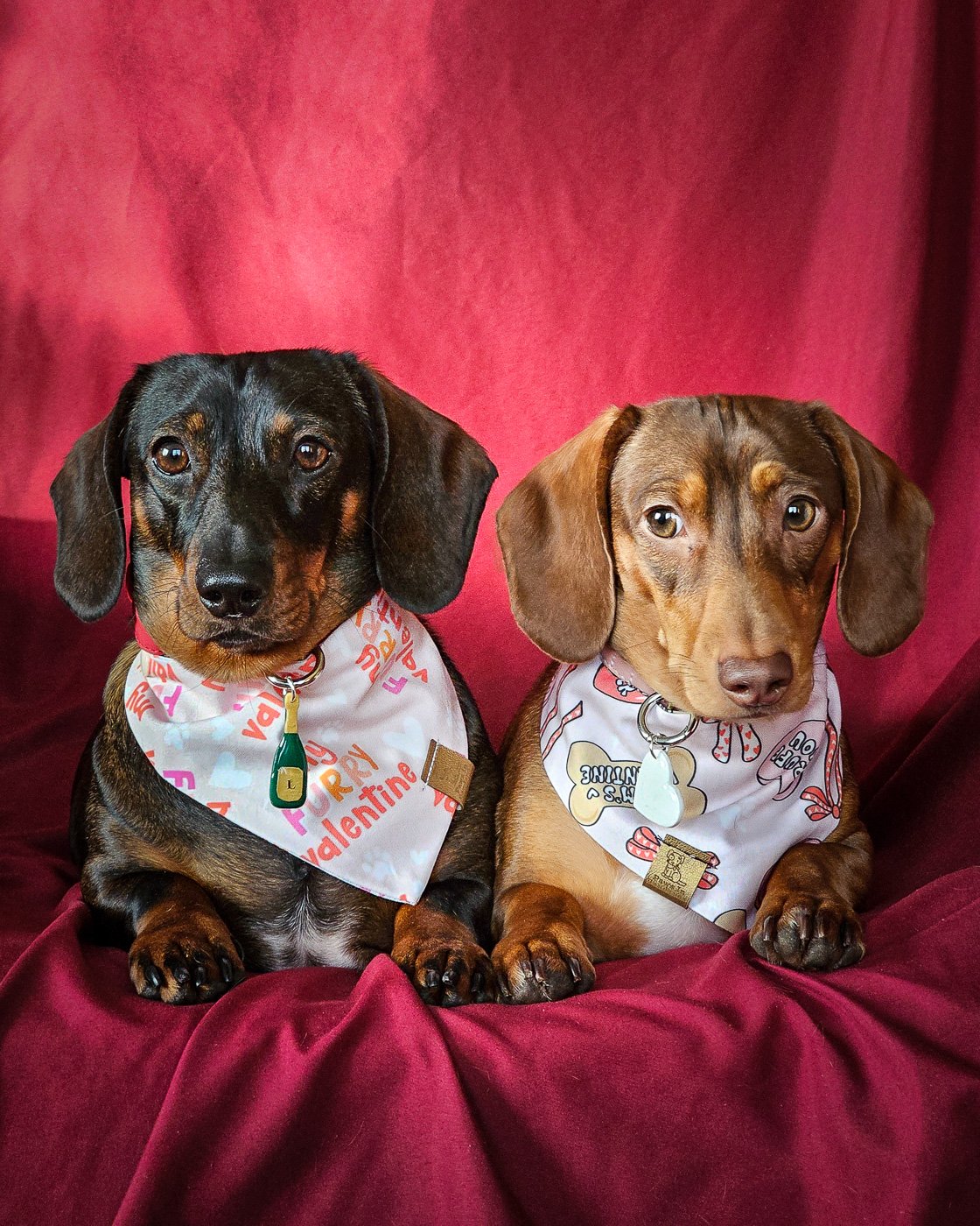 Two dachshunds lying on a red backdrop wearing Valentine bandanas and dog tags, Windy City Tailz Valentine photo.