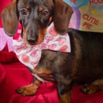 A dachshund sits against a red Valentine backdrop wearing a pastel conversation heart bow tie, Windy City Tailz Valentine photo.