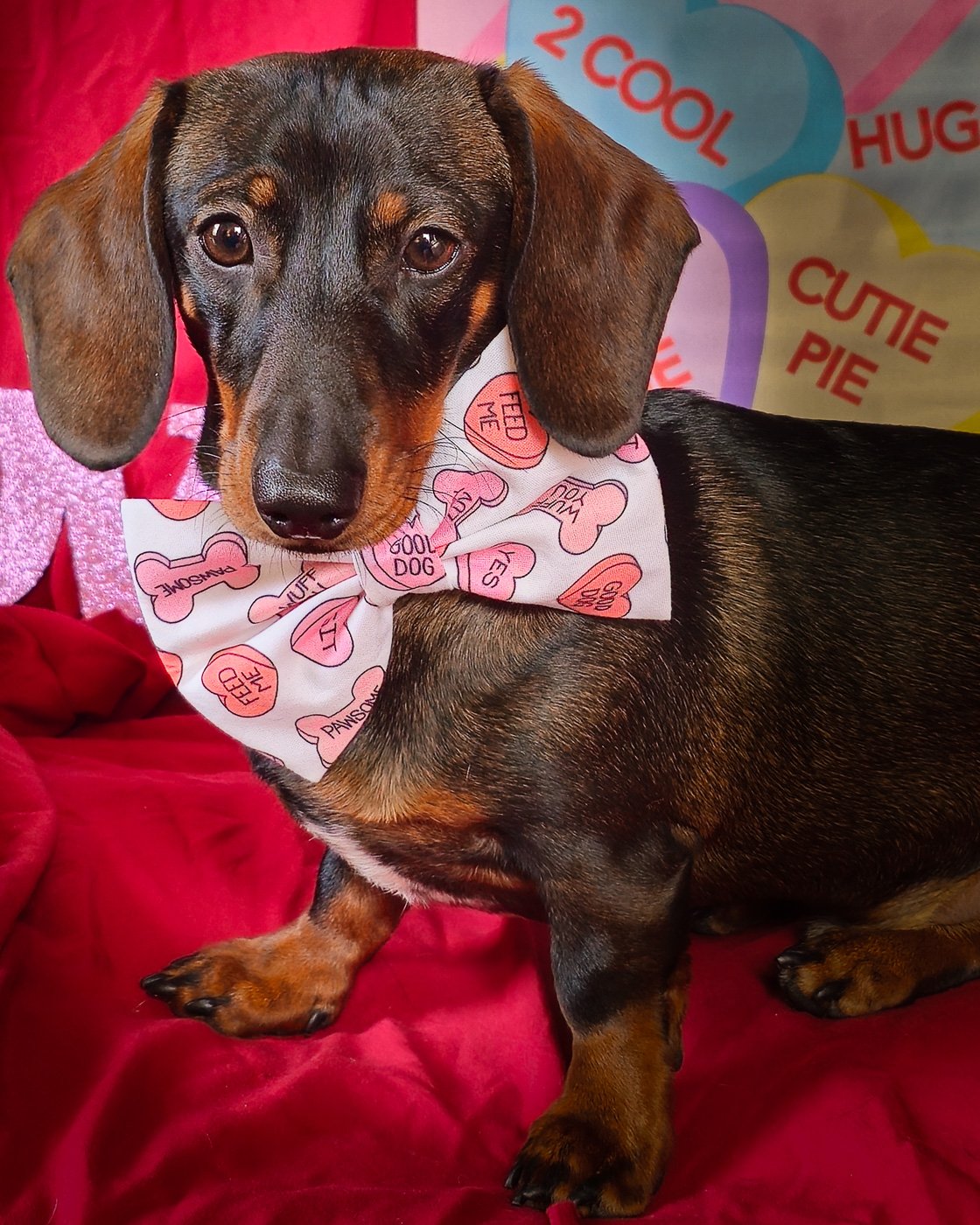 A dachshund sits against a red Valentine backdrop wearing a pastel conversation heart bow tie, Windy City Tailz Valentine photo.