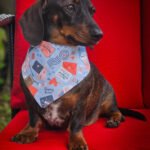 A dark chocolate and tan dachshund sitting on a red chair wearing a blue Valentine puppy mail bandana with envelope and heart details, Windy City Tailz Valentine bandana photo.