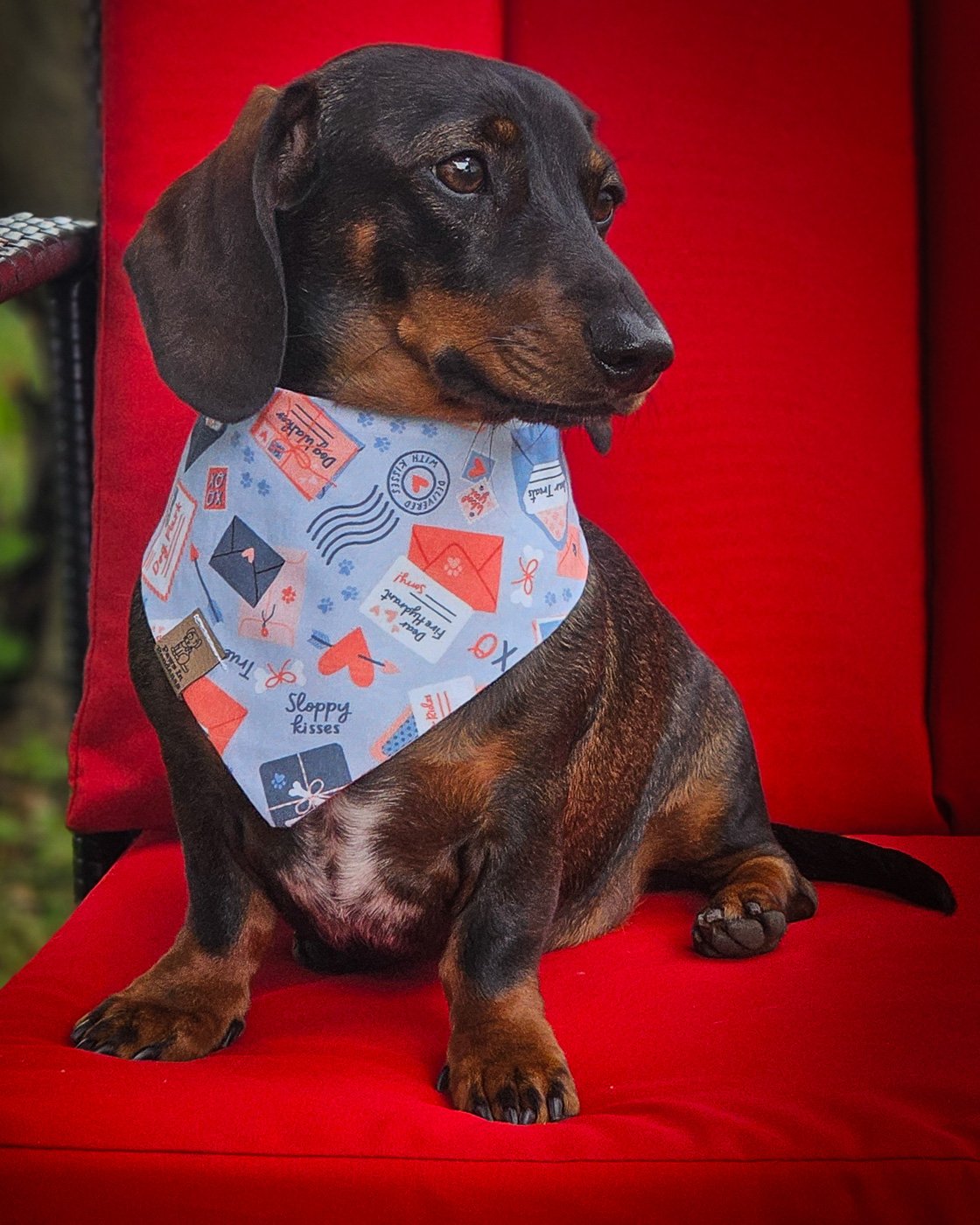 A dark chocolate and tan dachshund sitting on a red chair wearing a blue Valentine puppy mail bandana with envelope and heart details, Windy City Tailz Valentine bandana photo.