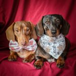 Two dachshunds pose on a deep red backdrop wearing a conversation hearts bow tie and a teddy bear Valentine bandana, Windy City Tailz Valentine photo.