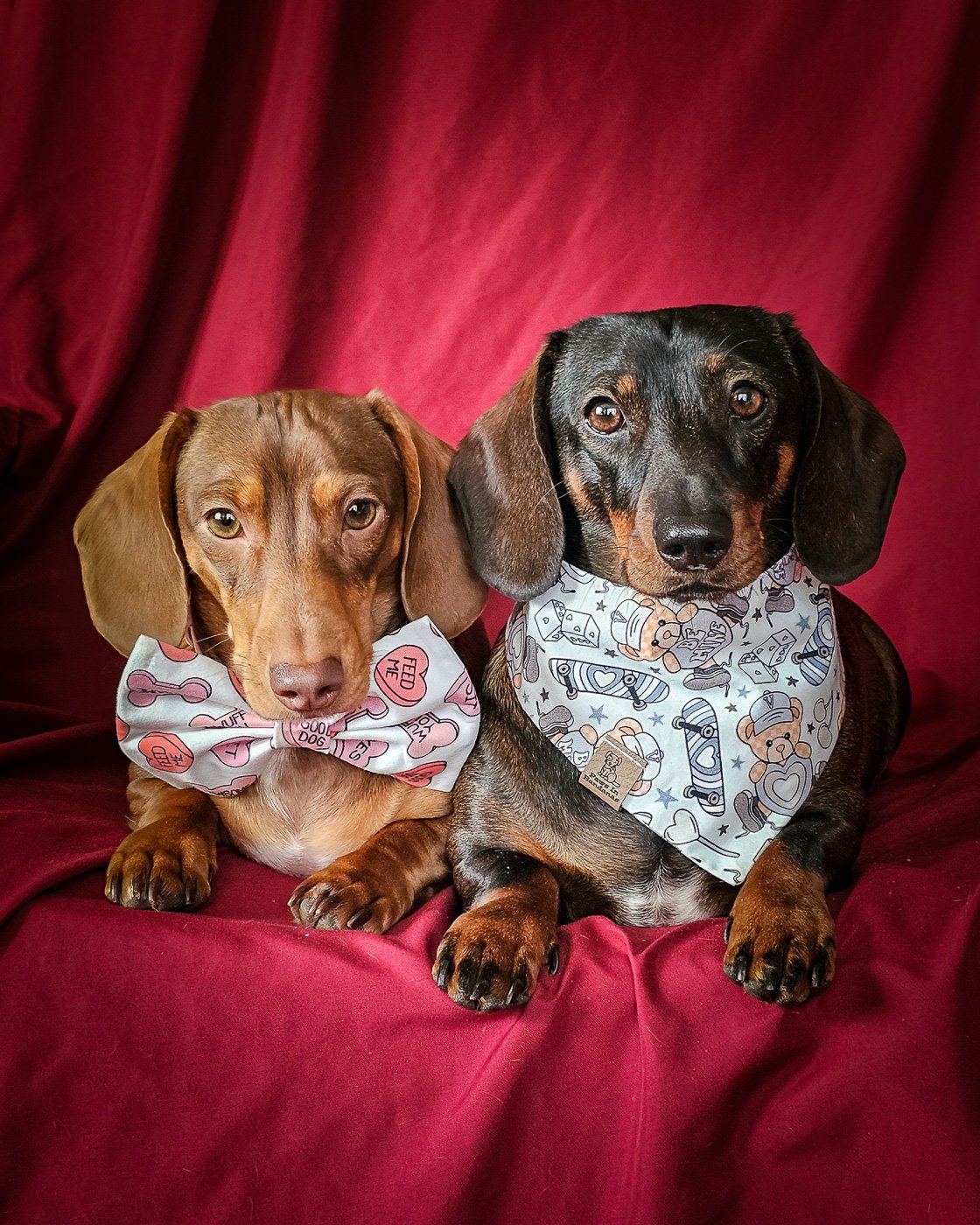 Two dachshunds pose on a deep red backdrop wearing a conversation hearts bow tie and a teddy bear Valentine bandana, Windy City Tailz Valentine photo.