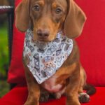 A dachshund sits on a red chair wearing a teddy bear Valentine bandana, Windy City Tailz Valentine photo.