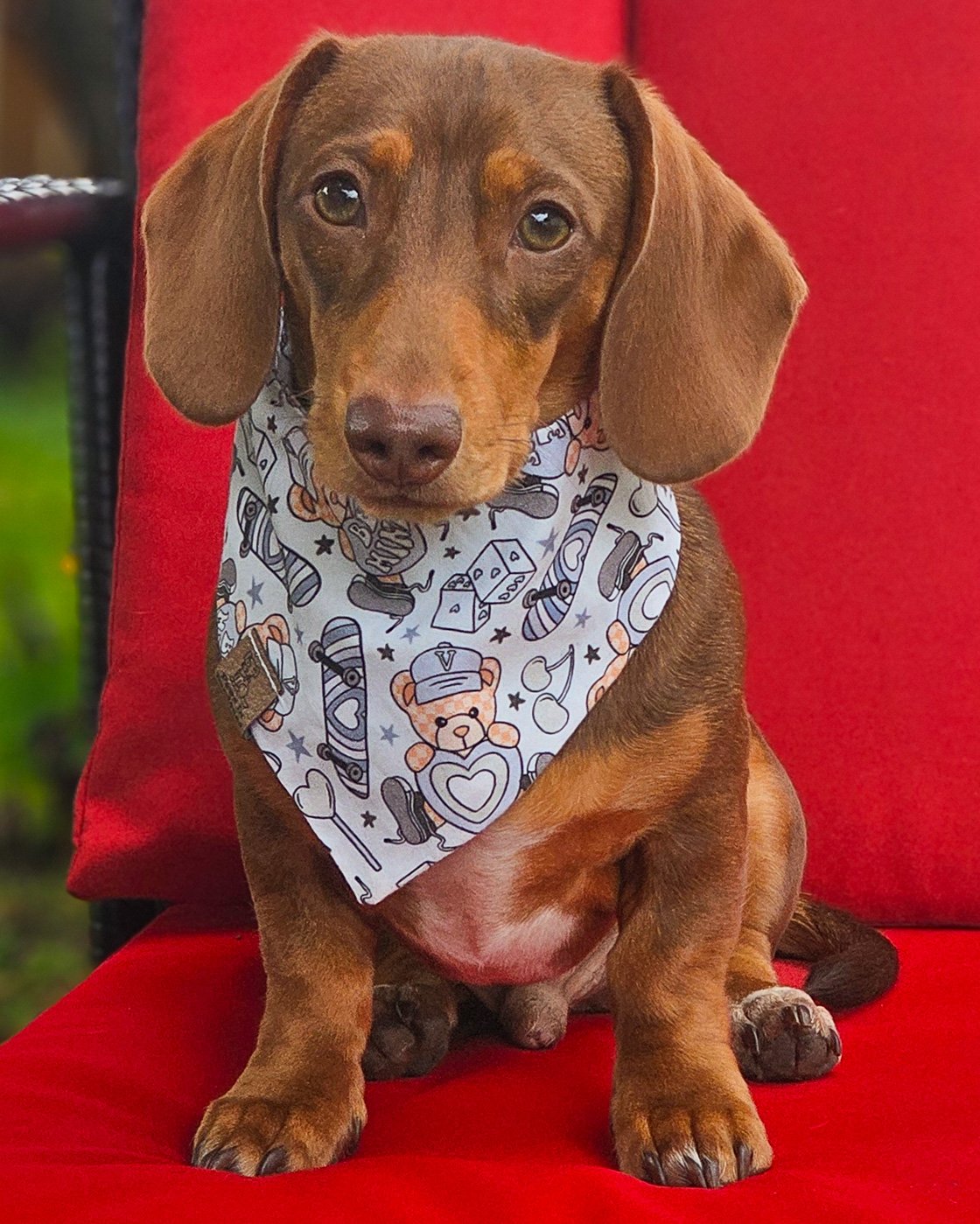 A dachshund sits on a red chair wearing a teddy bear Valentine bandana, Windy City Tailz Valentine photo.