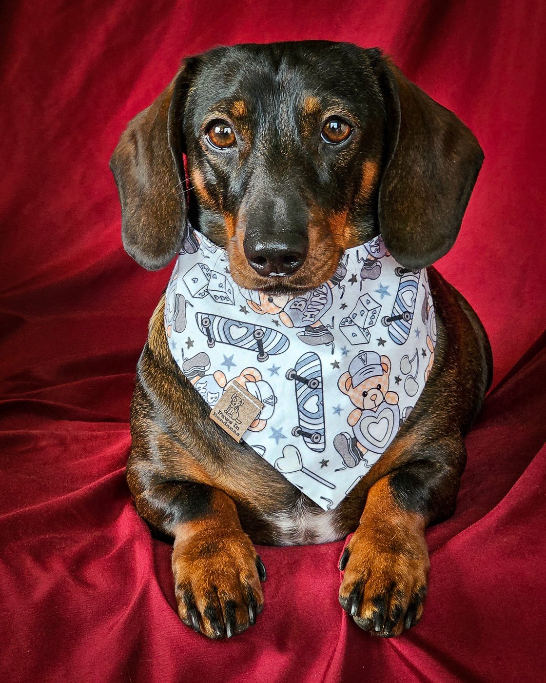 A dachshund sits on a red chair wearing a teddy bear Valentine bandana, Windy City Tailz Valentine photo.