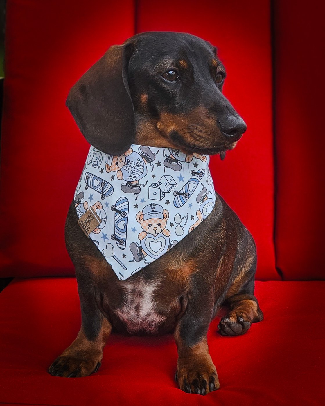 A dachshund sits on a red chair wearing a teddy bear Valentine bandana, Windy City Tailz Valentine photo.