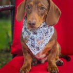 A dachshund sits on a red chair wearing a teddy bear patterned bandana, Windy City Tailz Valentine photo.