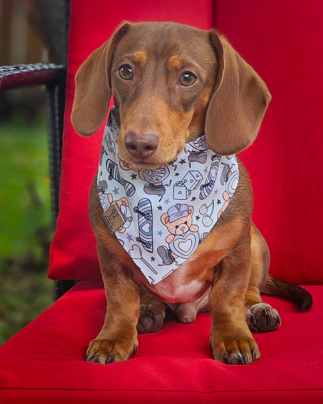 A dachshund sits on a red chair wearing a teddy bear patterned bandana, Windy City Tailz Valentine photo.