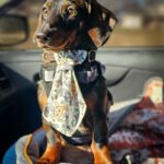 A dachshund stands in a car seat wearing a teddy bear patterned necktie, Windy City Tailz Valentine photo.