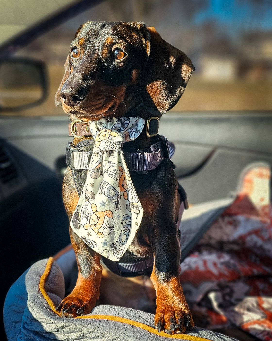 A dachshund stands in a car seat wearing a teddy bear patterned necktie, Windy City Tailz Valentine photo.