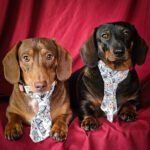 Two dachshunds lie side by side on a red fabric backdrop wearing teddy bear patterned neckties, Windy City Tailz duo photo.