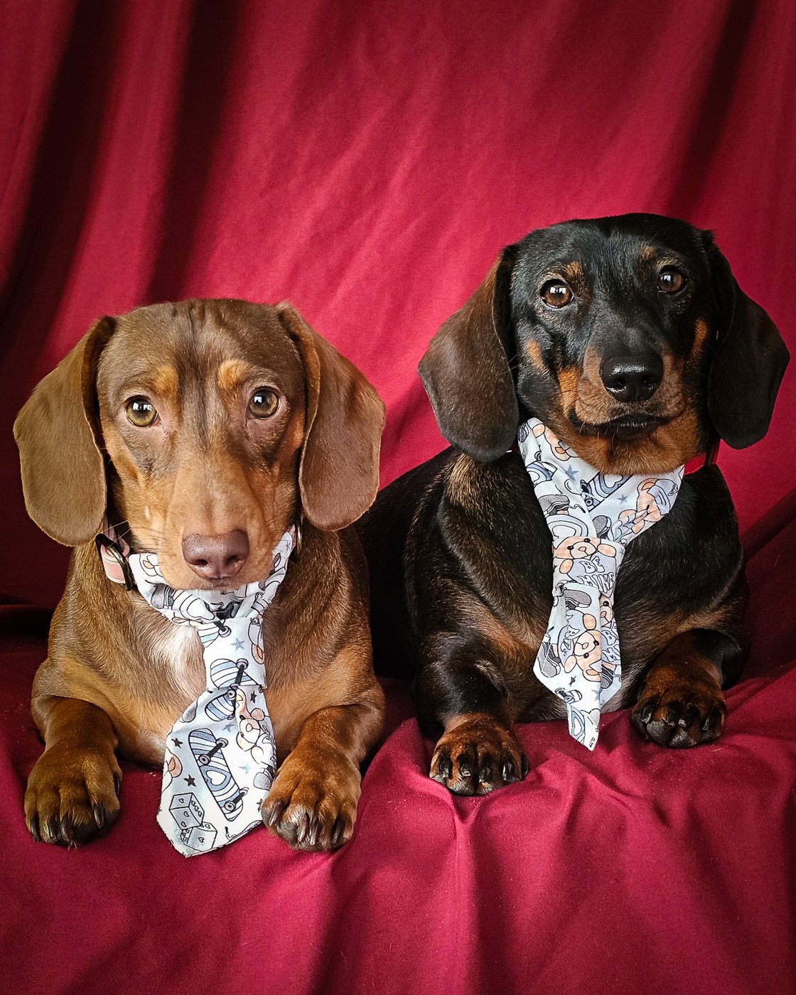 Two dachshunds lie side by side on a red fabric backdrop wearing teddy bear patterned neckties, Windy City Tailz duo photo.