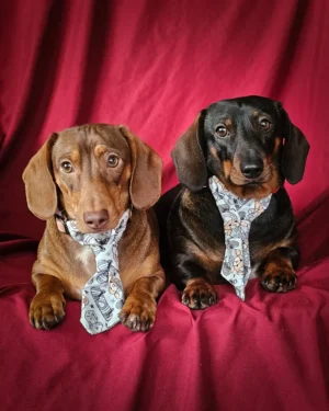 Two dachshunds lie side by side on a red fabric backdrop wearing teddy bear patterned neckties, Windy City Tailz duo photo.