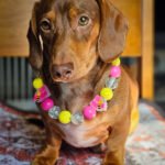 A red dachshund sitting on a patterned blanket wearing a pink and yellow beaded collar with bee charms, Windy City Tailz styled photo.