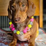 A red dachshund sitting on a patterned blanket wearing a pink and yellow beaded collar with bee charms, Windy City Tailz styled photo.